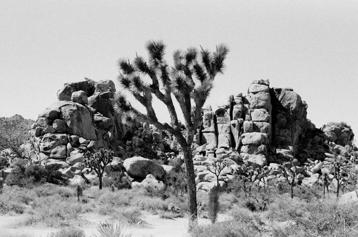 Rock-Shadows-Joshua Tree