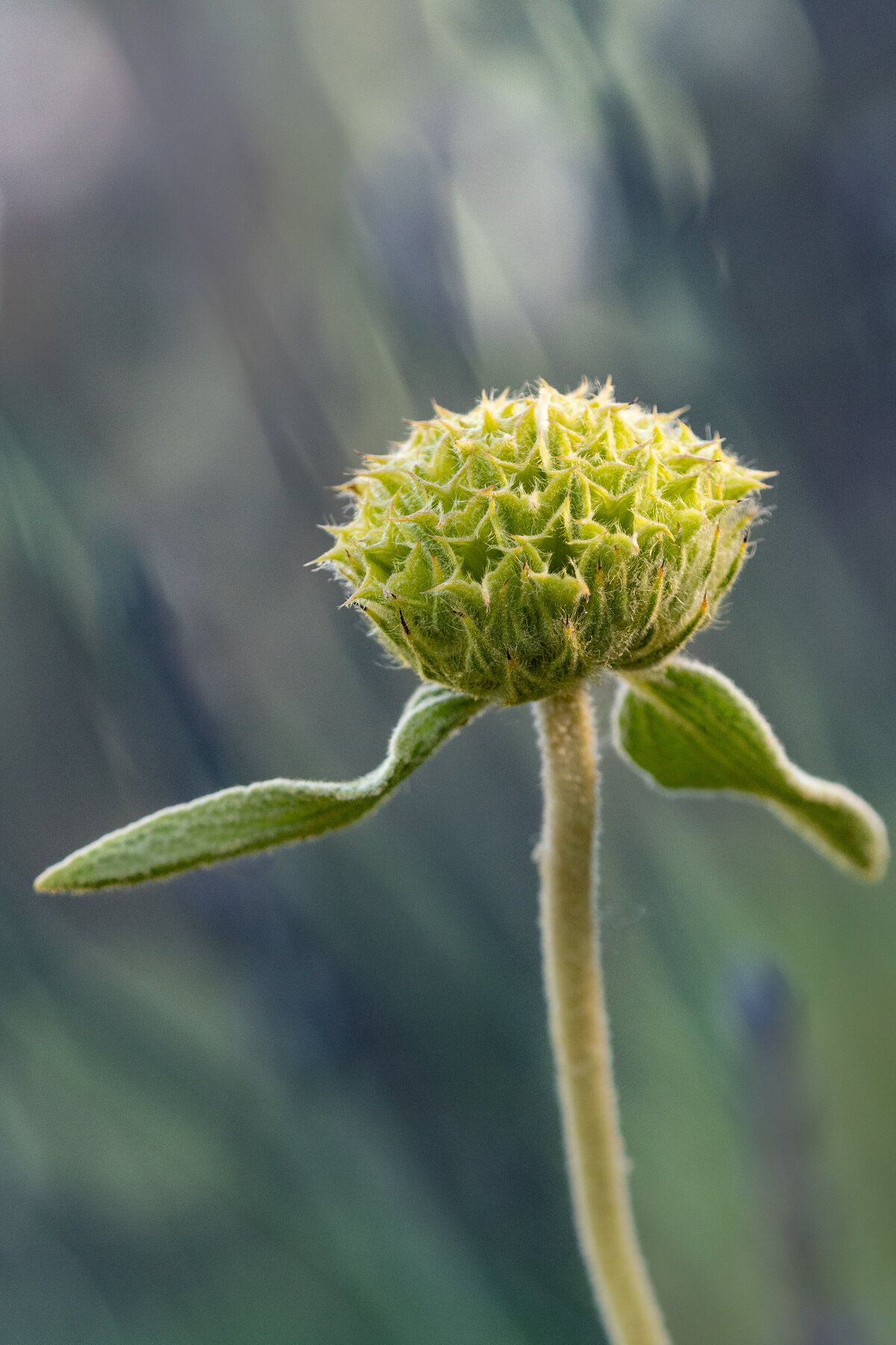 jerusalem_sage_9025