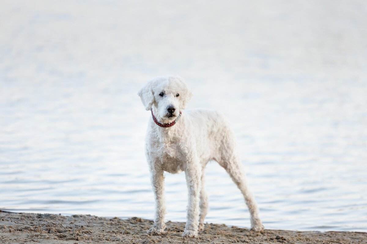 Hondenfotografie-in-de-natuur---ByMarita-Fotografie-18