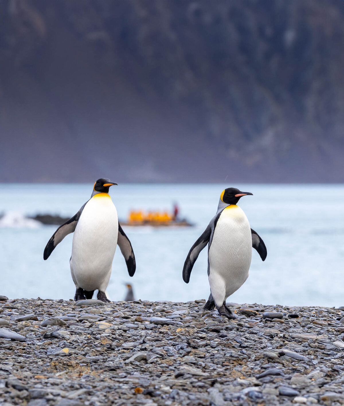King_Penguin_220A1786_michellesole-4746x5602-39bc284-2