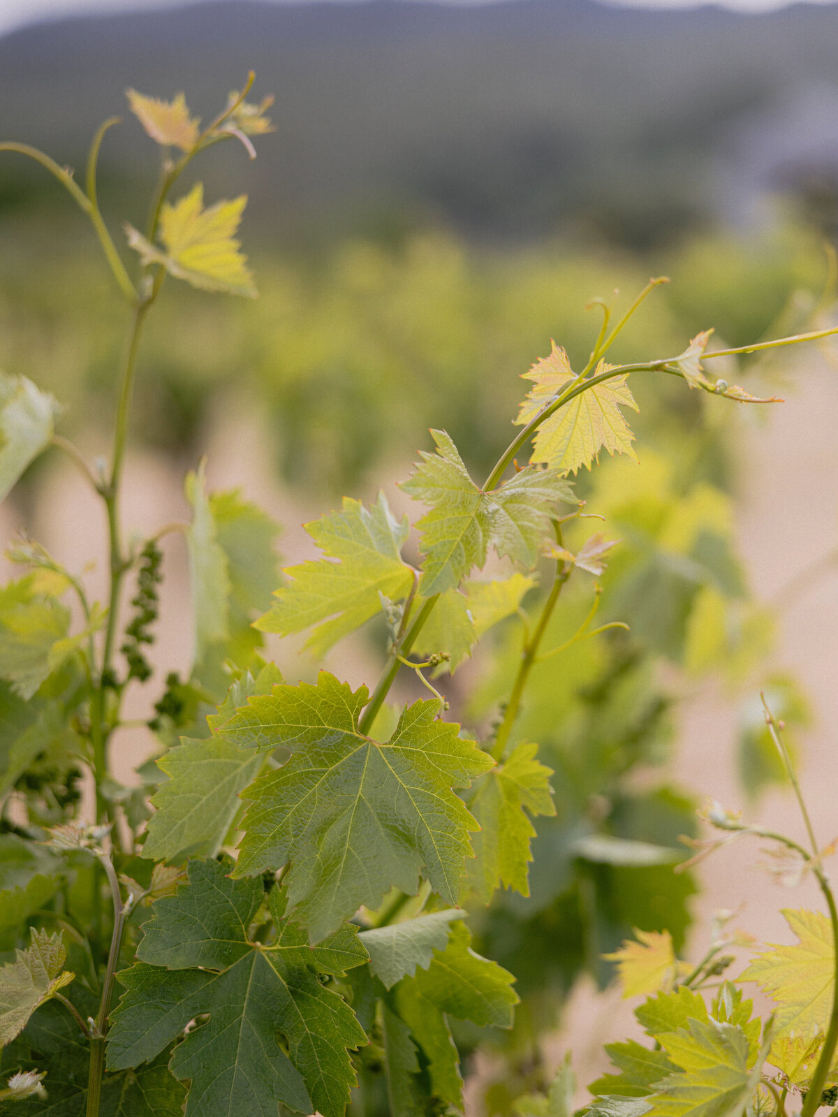 larissa-cleveland-photographer-napa-california-wine-country-wedding-private-estate-001