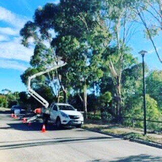 Evergreen Tree Services SA-HighClimbs005