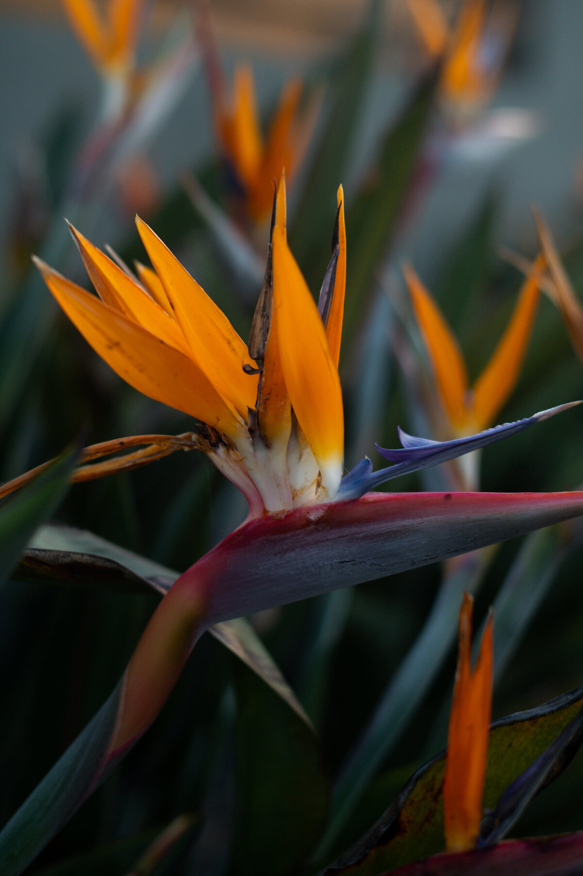 Bird of Paradise Flower Photography