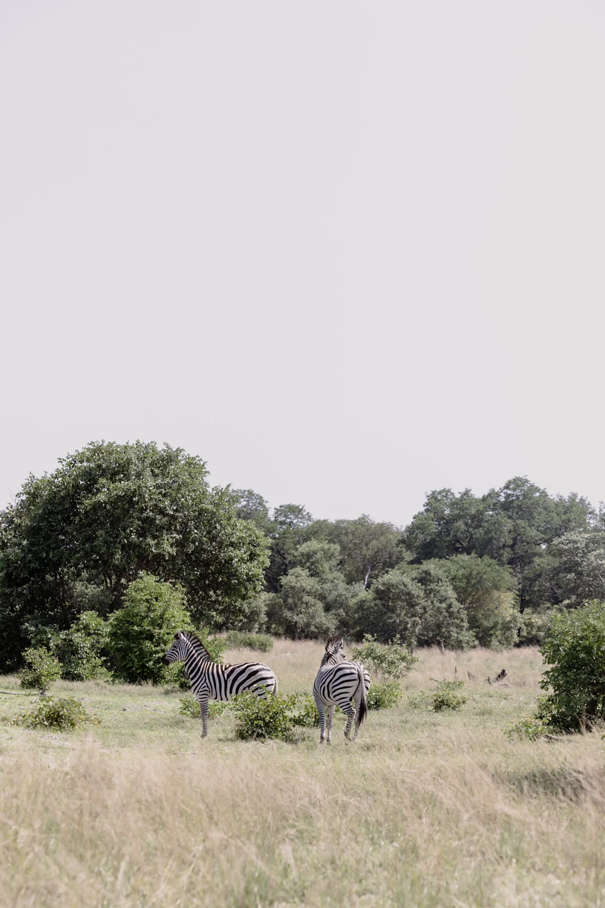 Michelle Norwood Living - Luxury Travel Inspiration - Botswana - MRM-452