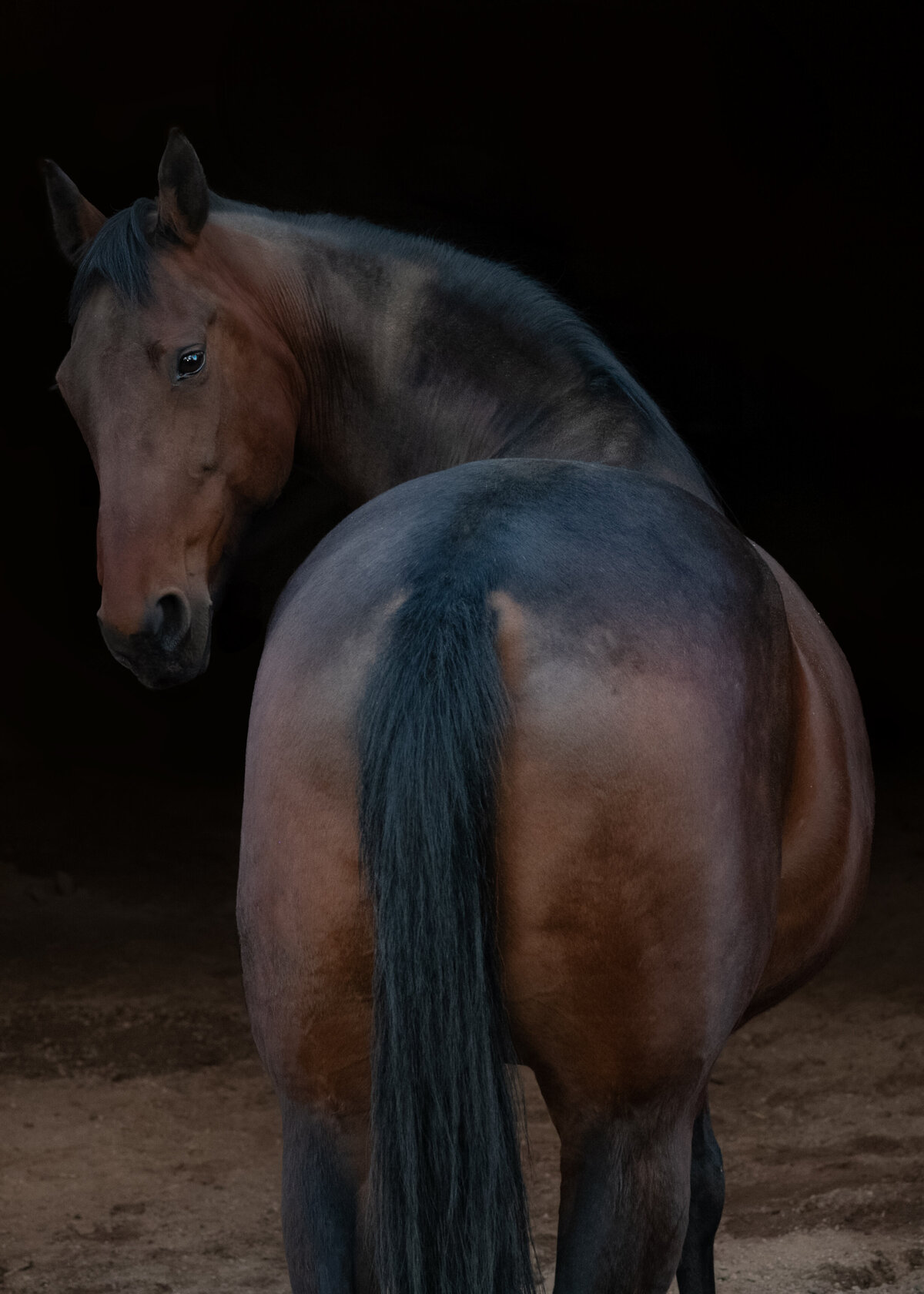 Equine-Photography-Wallingford-CT-Fine-Step-Equestrian-Bethany-16