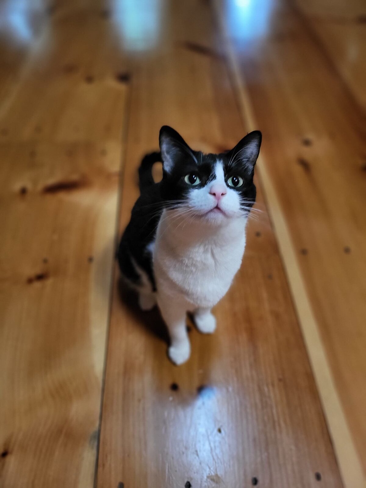 kitty