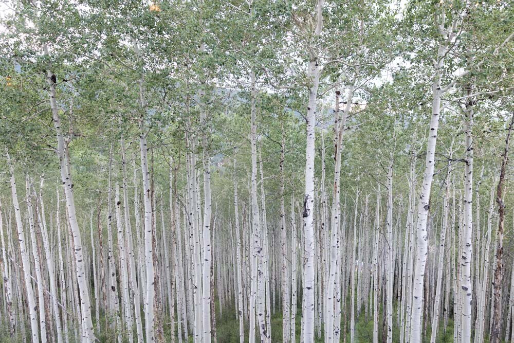 ArianaNicolePhotography_Beaver_Creek_Lodge-0025