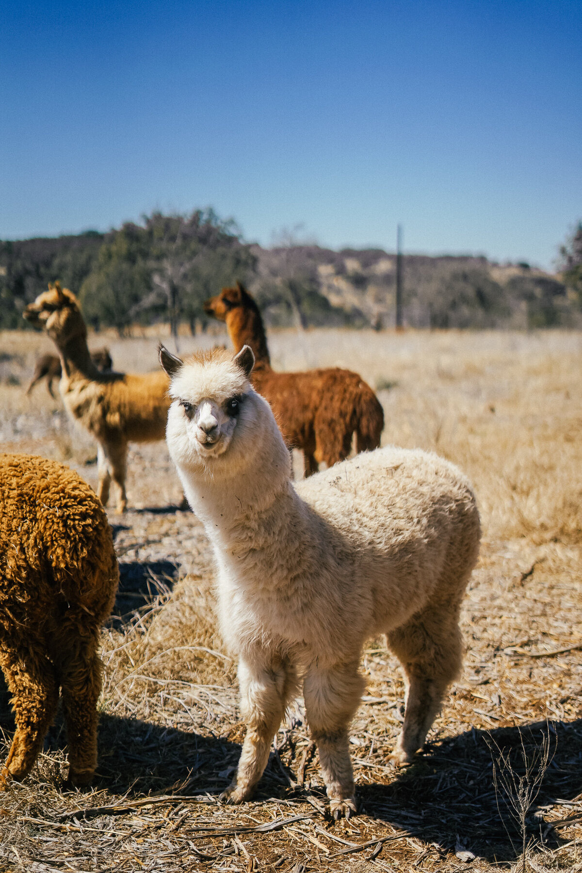 White alpaca standing with a group of brown alpacas