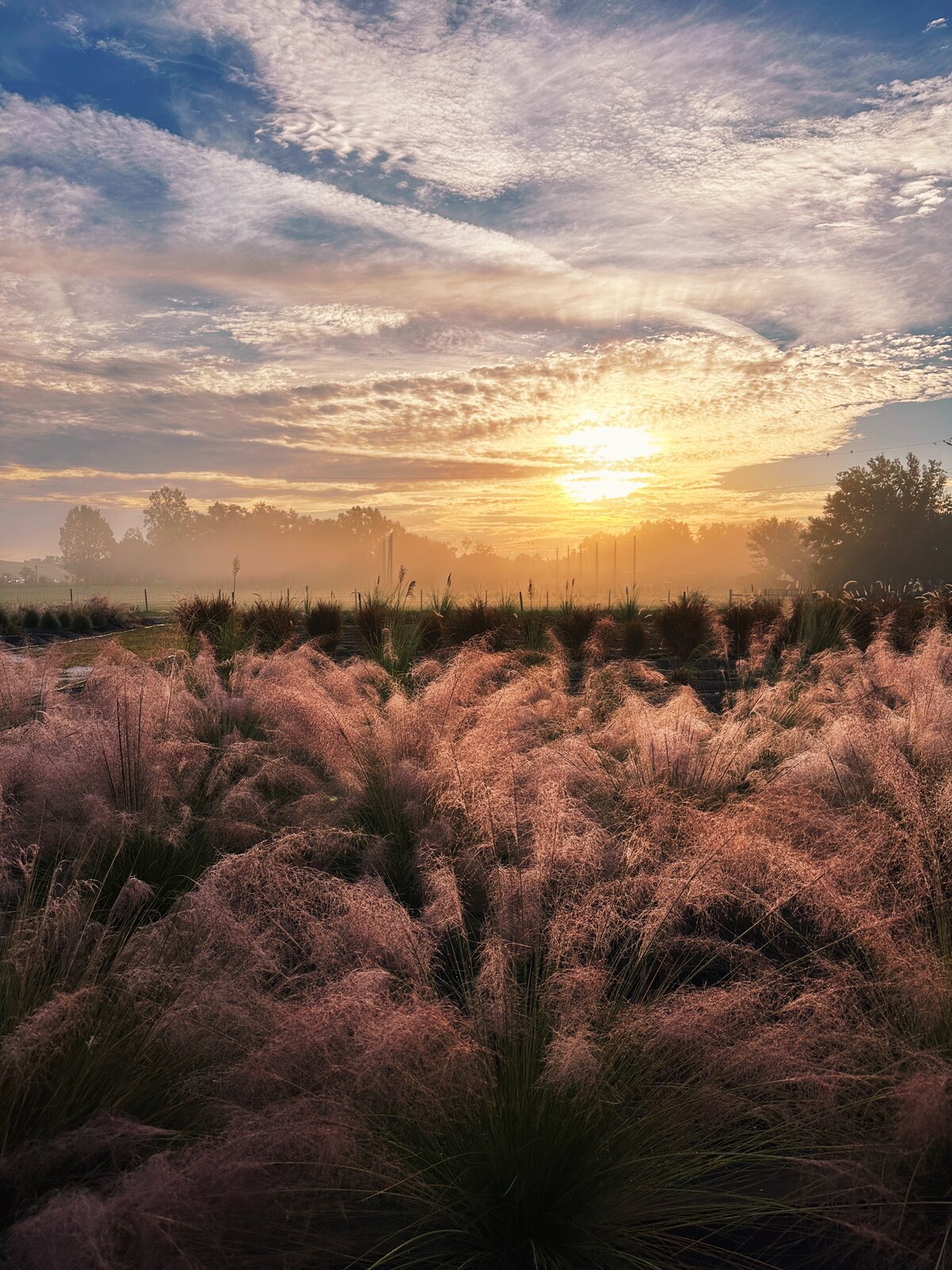 MuhlyGrass