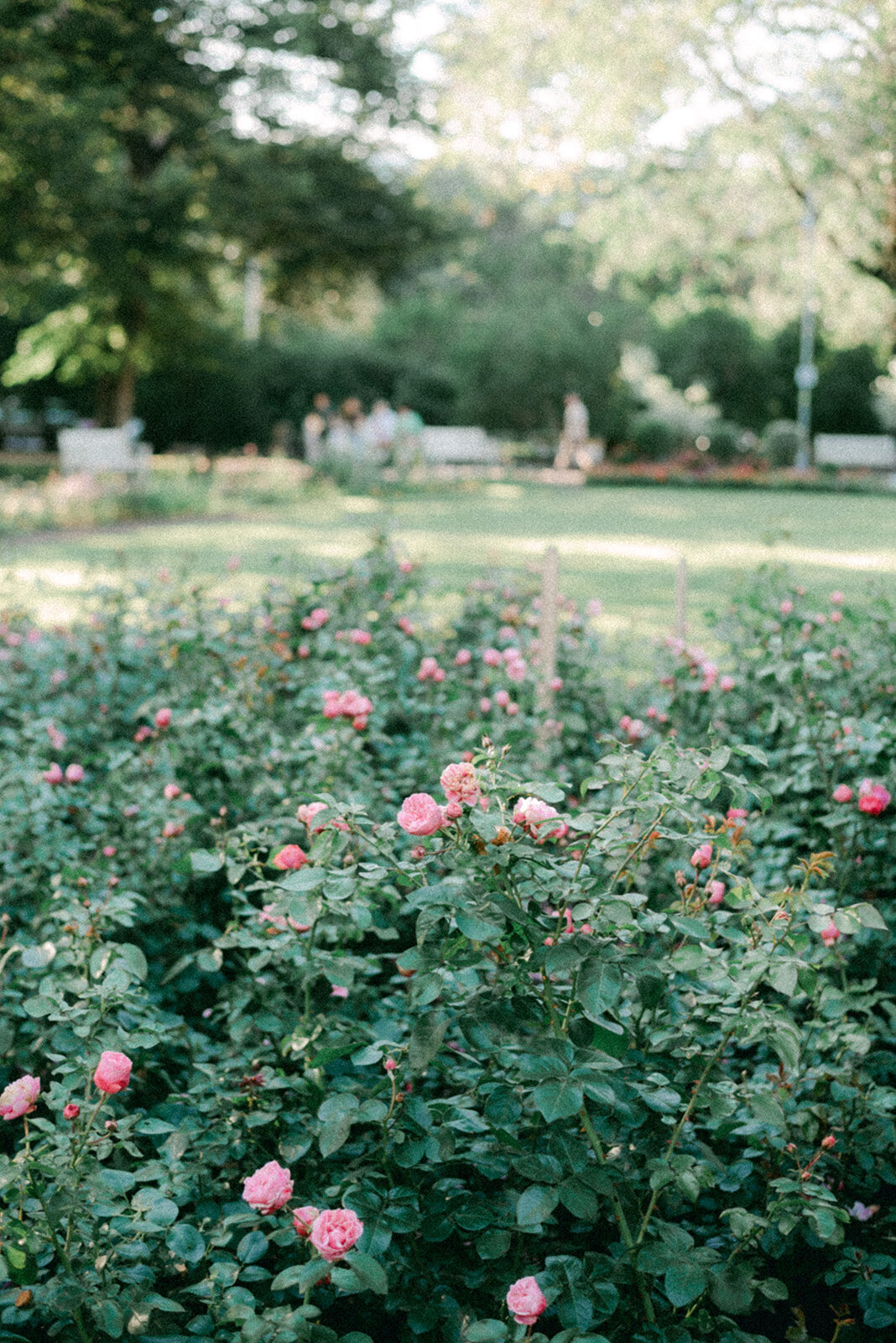 A photograph of  flowers in a park in Helsinki by photographer Hannika Gabrielsson