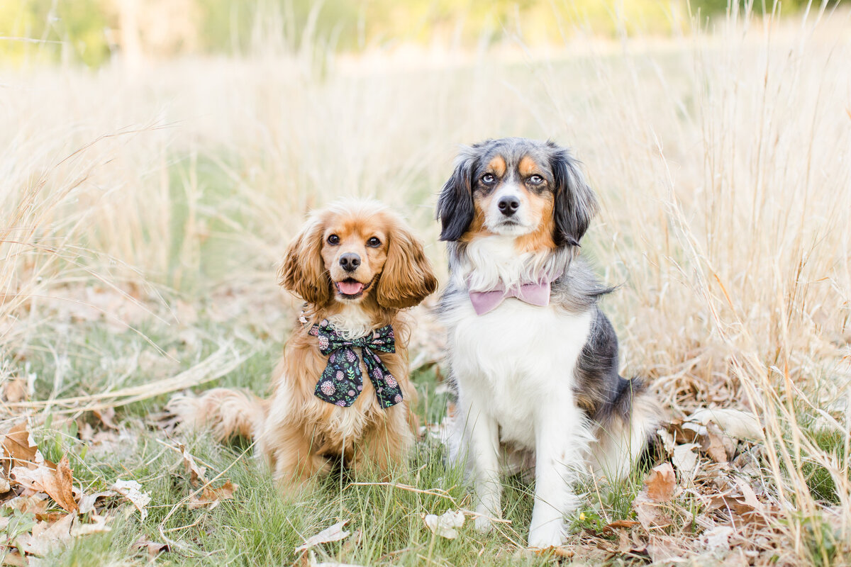 Dogs-of-Boston