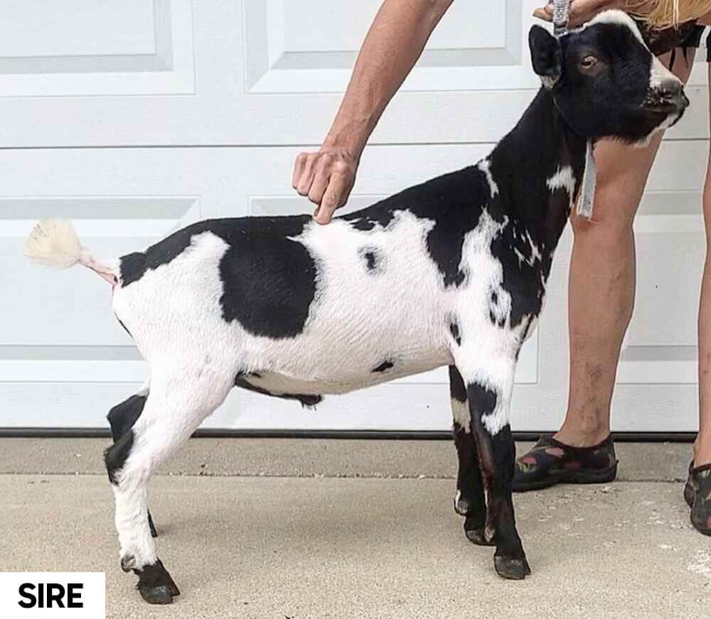 nigerian-dwarf-goat-perpetua-sire