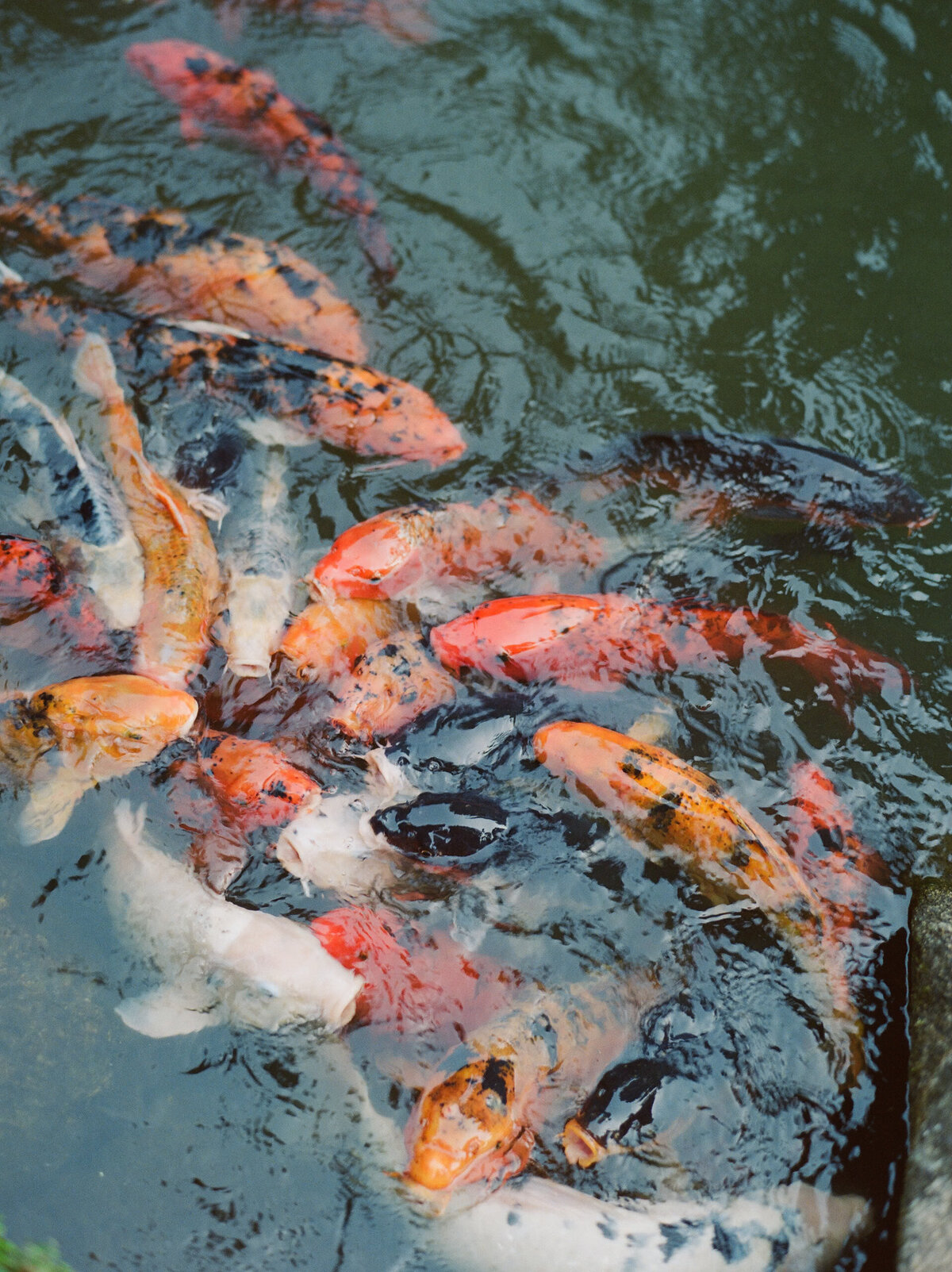 nestledown wedding photographer