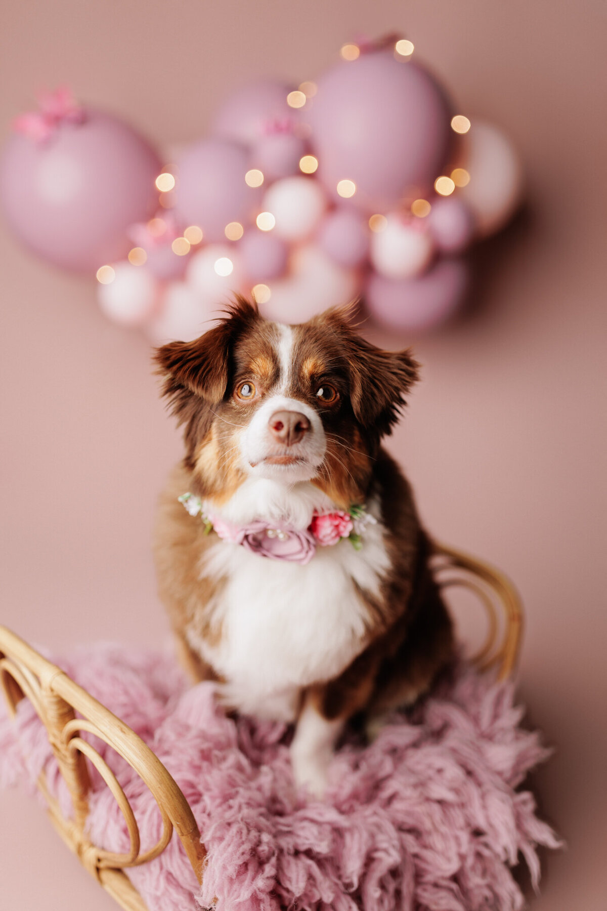 NW Arkansas pet photographer, dog photography NW Arkansas, pet photography near me
