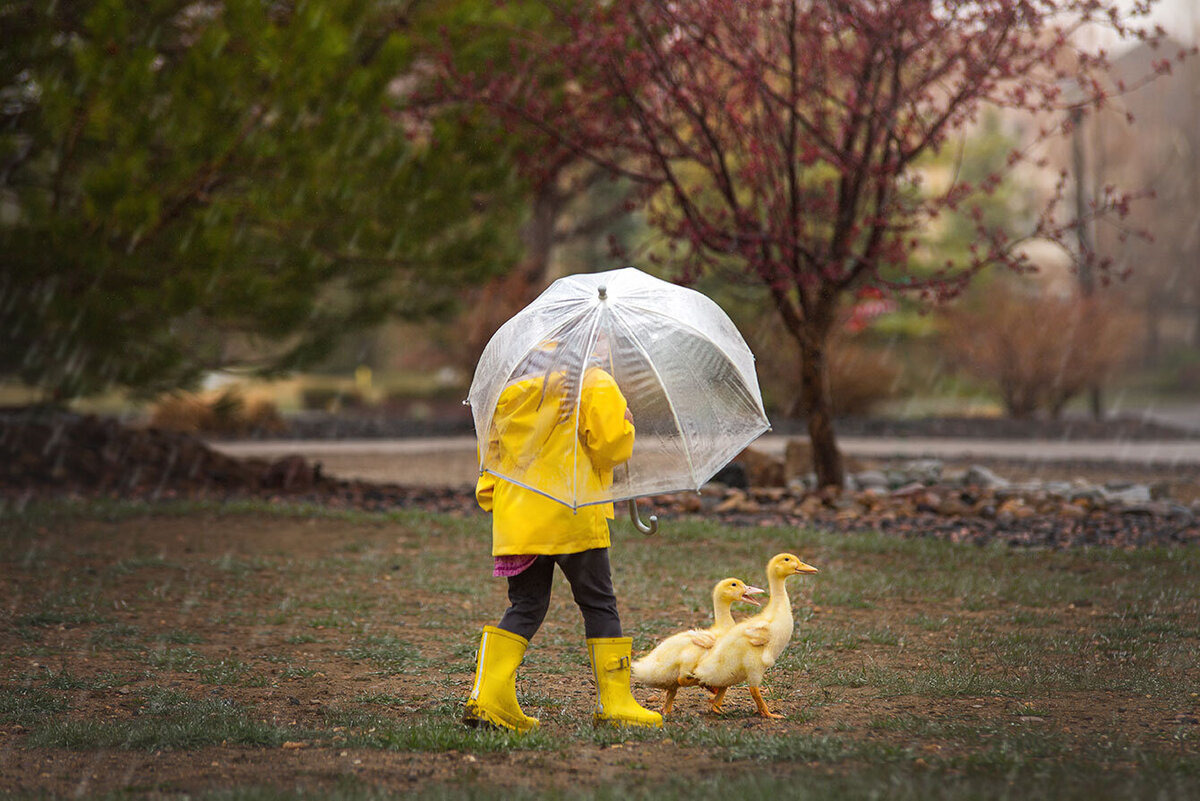 ducks-rain-girl-umbrella-funny-cute-raining-animal