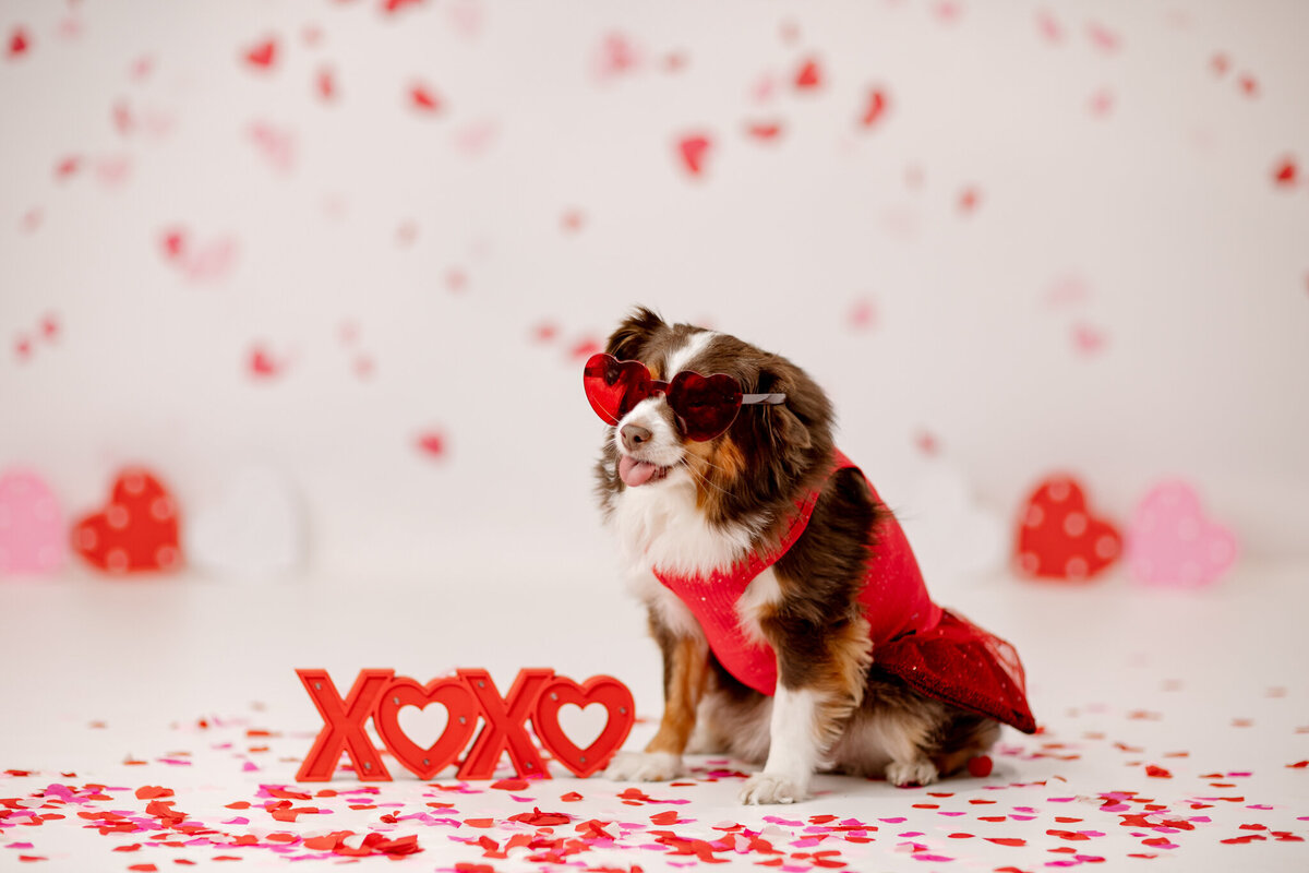 best Cave Springs pet photographer, pet photography Bentonville AR, NWA dog photographer