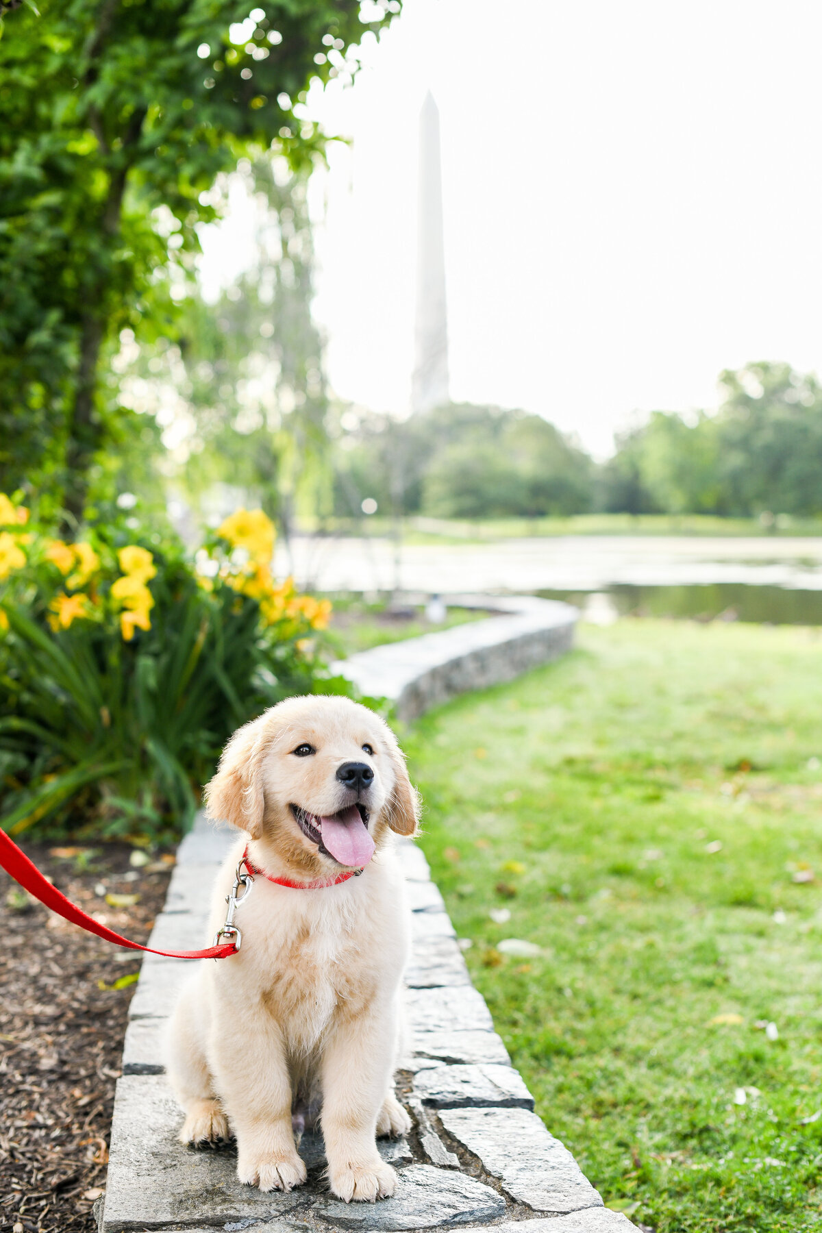 family-portrait-with-dog-national-mall-photographer-1