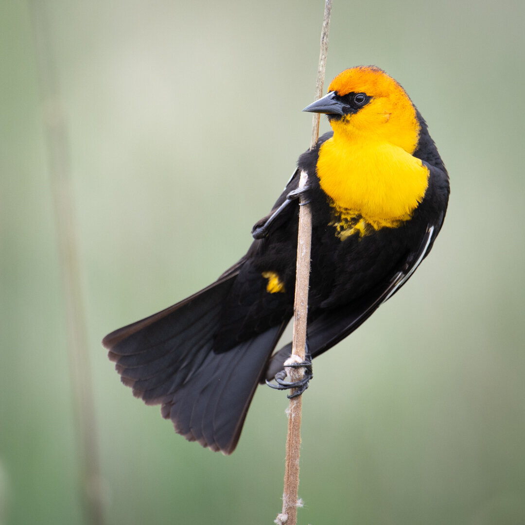 YellowHeadedMale-1