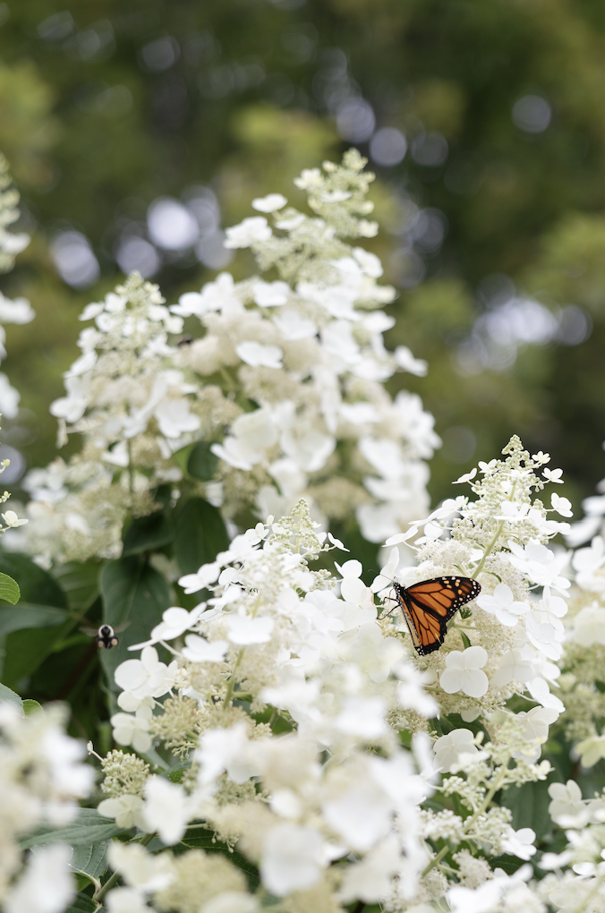 Screenshot 2025-11-04 at 2.43.25 PM