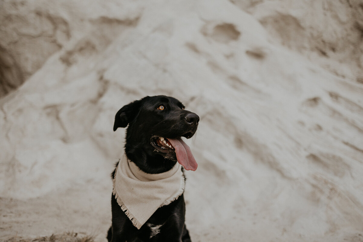 san-ysidro-new-mexico-engagement-photoshoot-with-dog-22