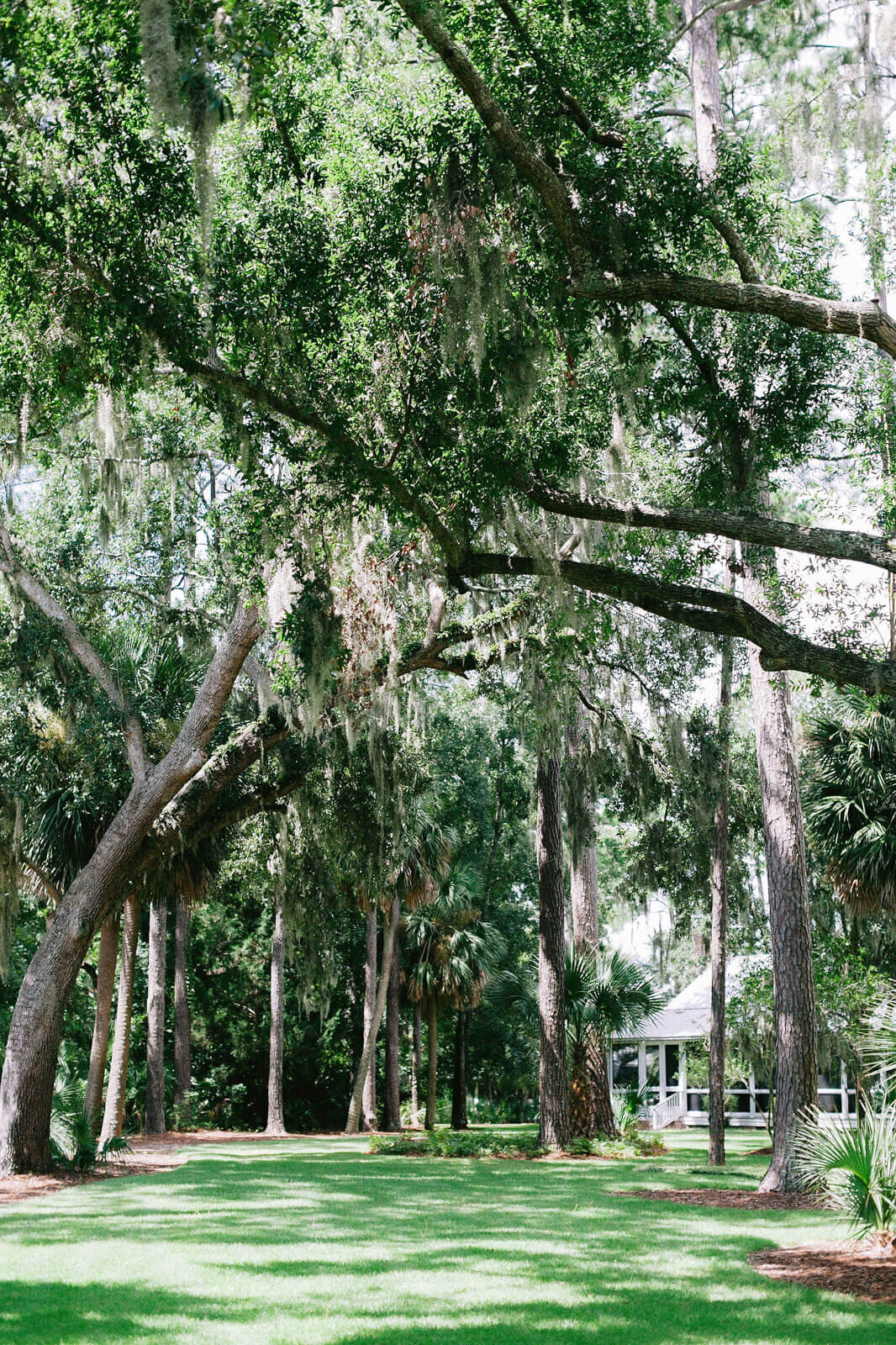 Beautiful trees and green grass in Montage at Palmetto Bluff. Destination wedding image by Jenny Fu Studio