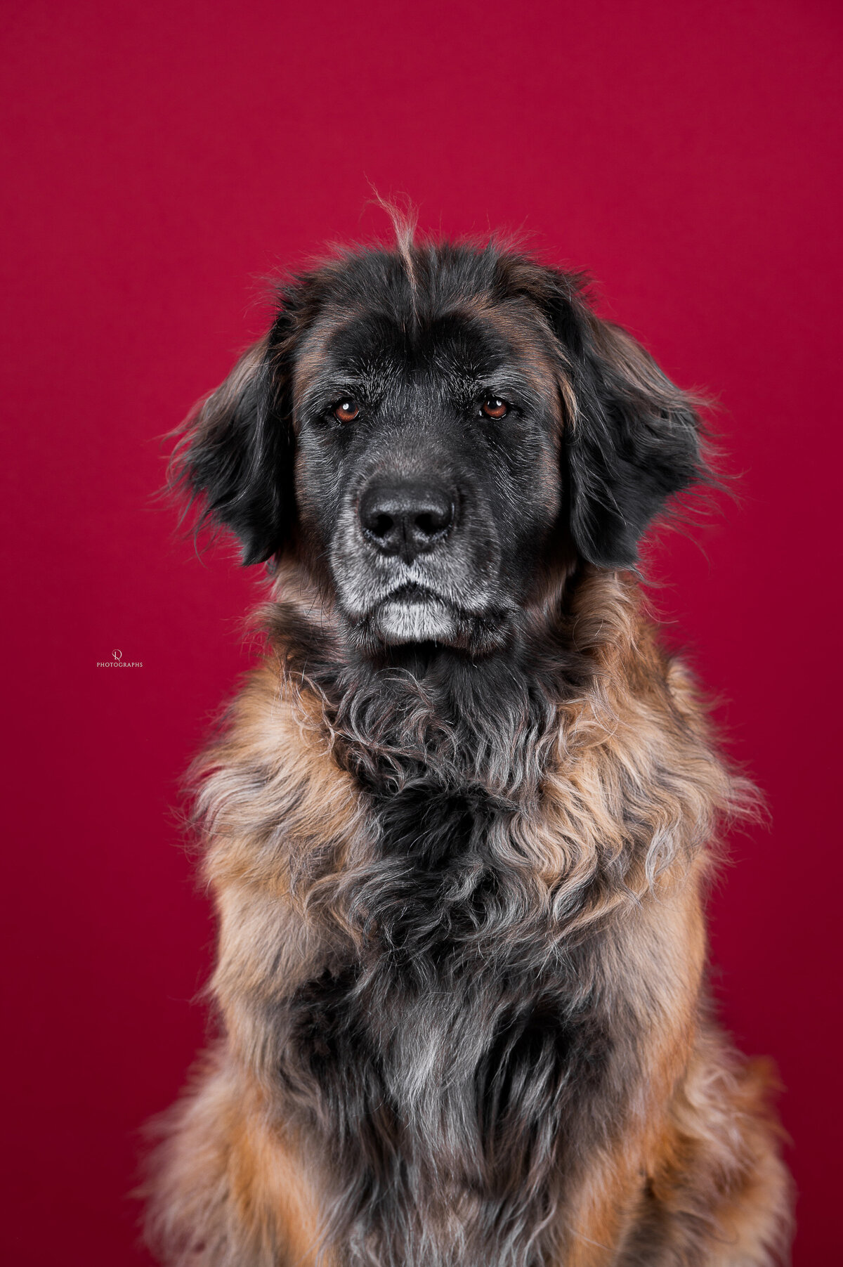 Studiofotografie met hond