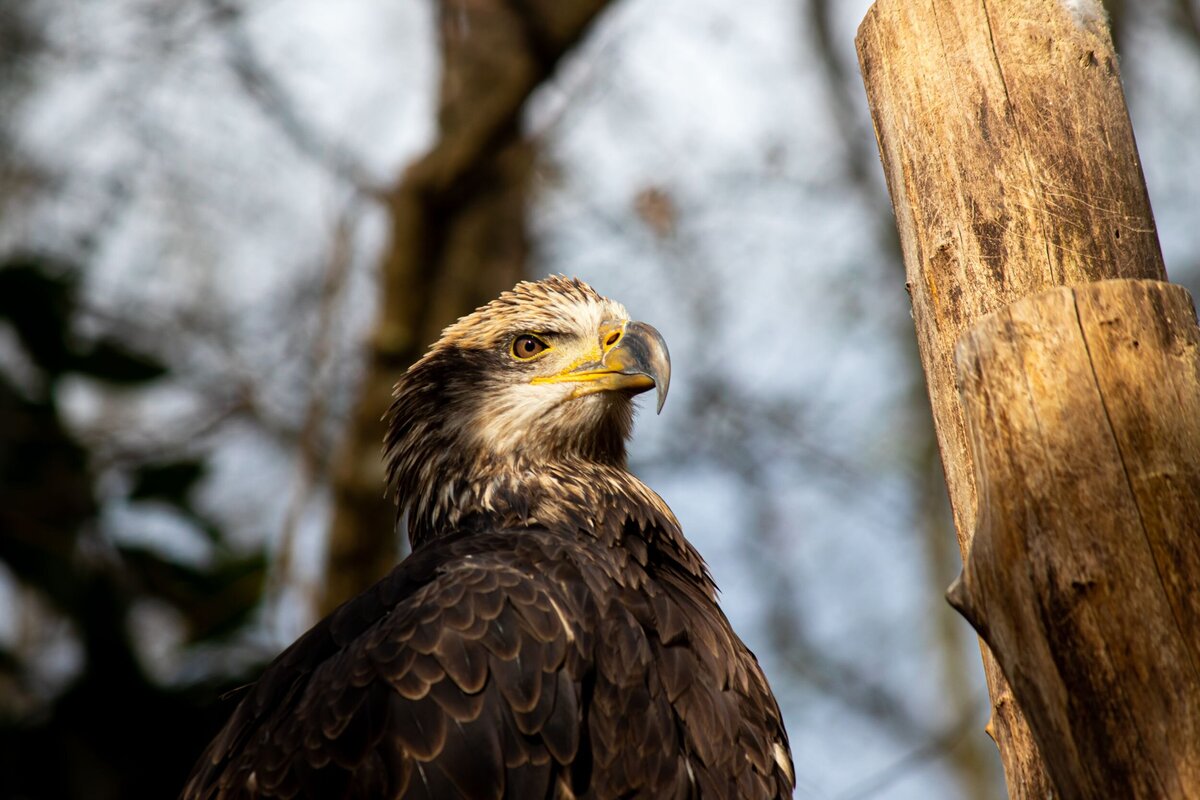 Bald_Eagle-84dd07cd-2500