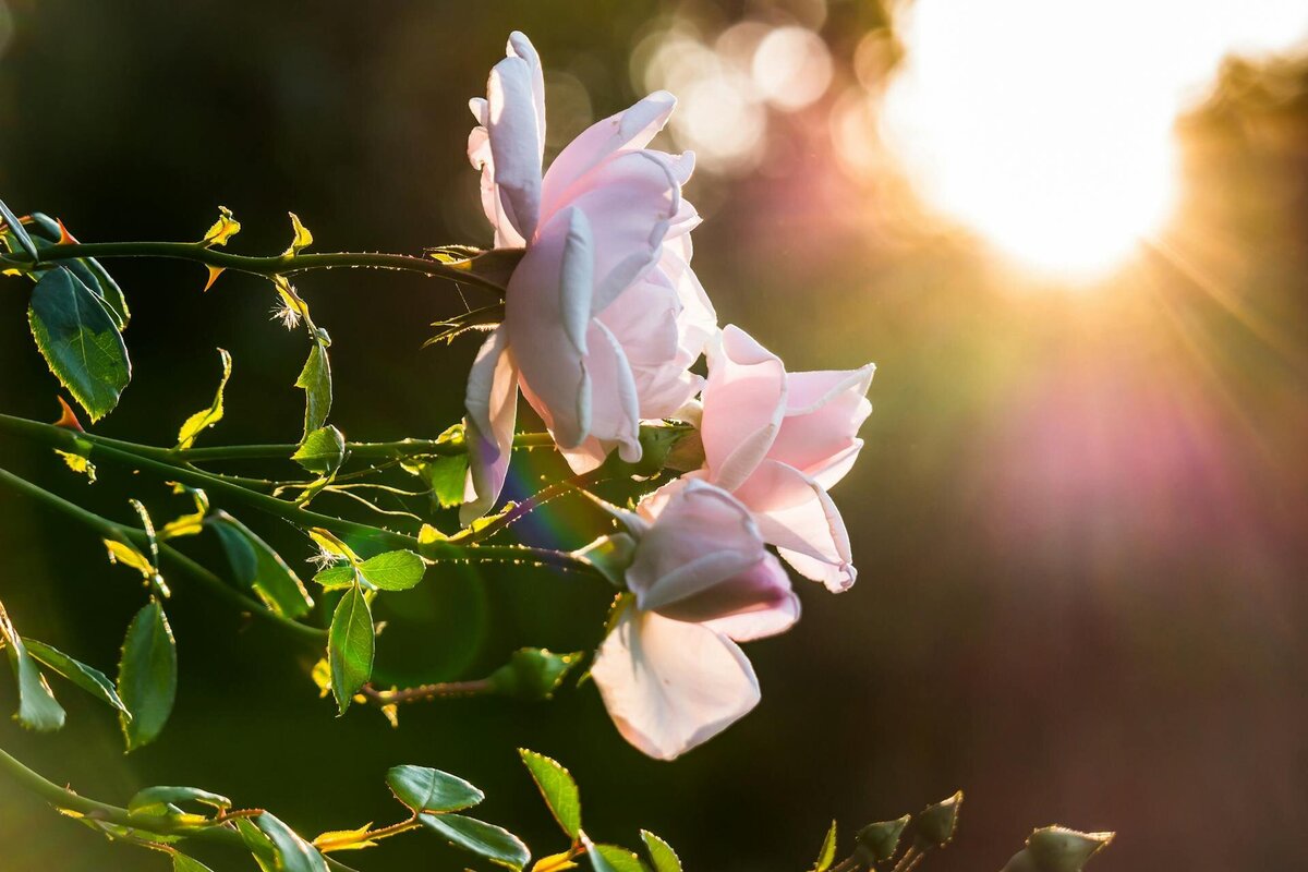 roses-sunlight