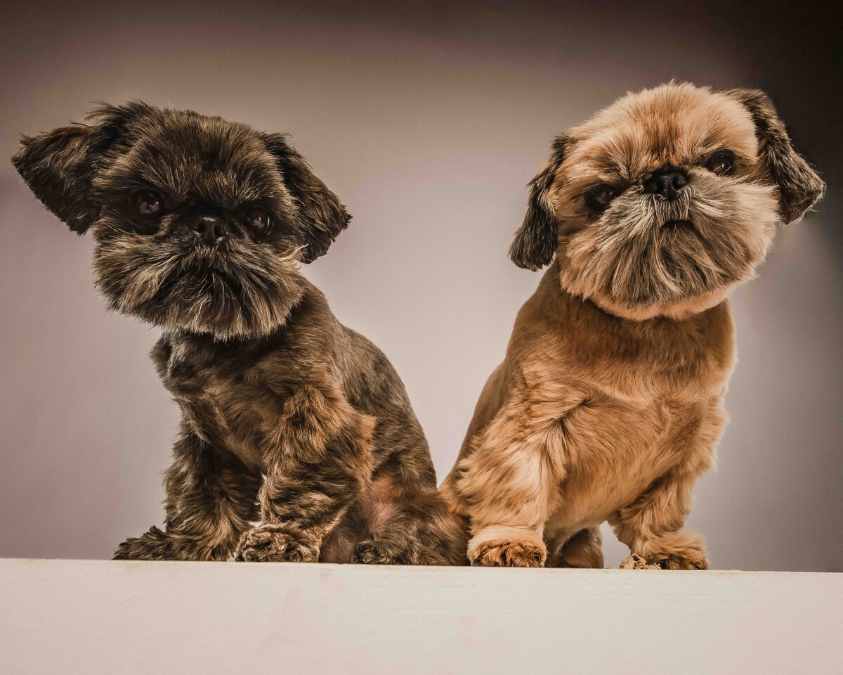 issaquah-dog-photogrpaher-7