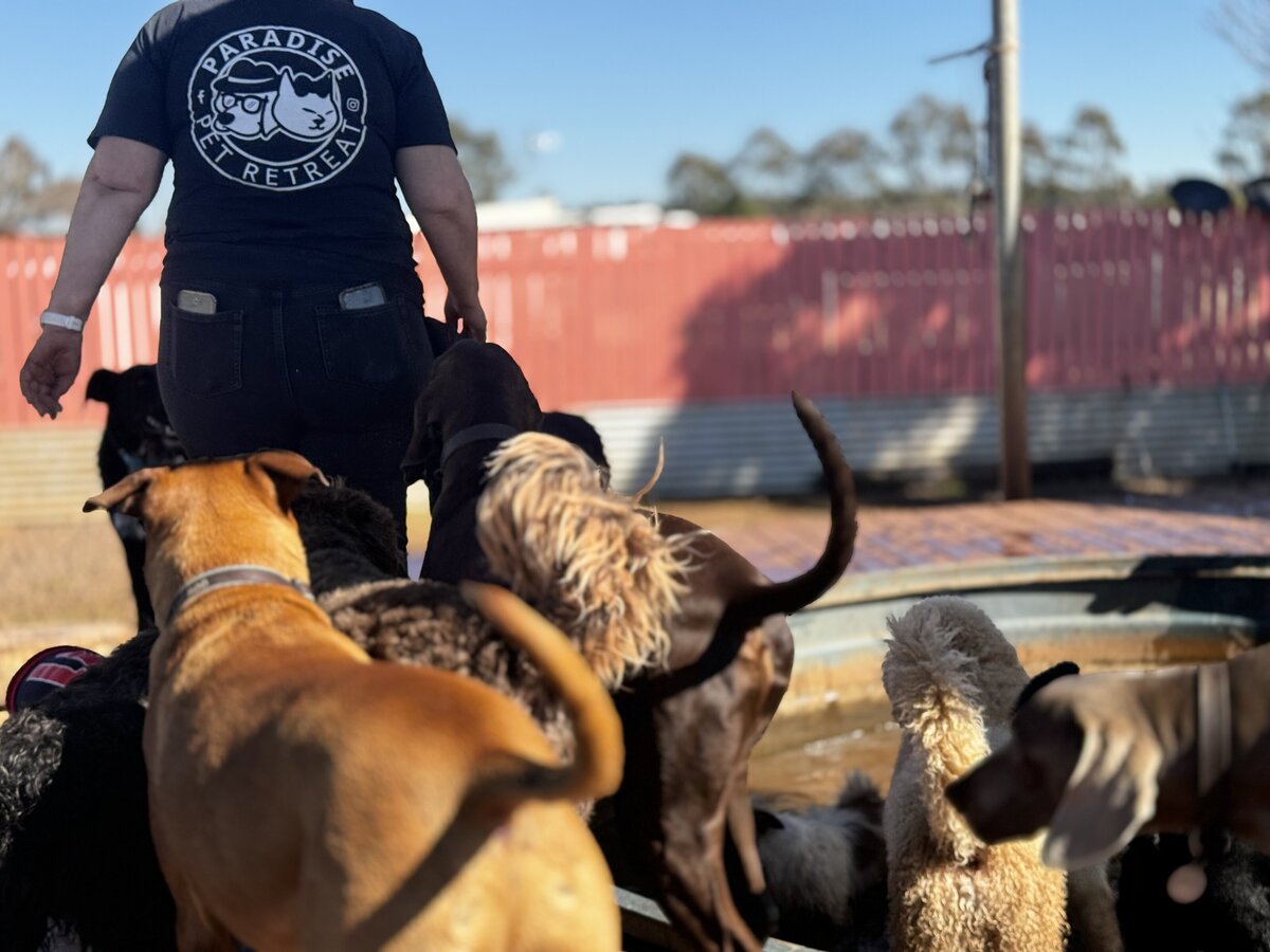 Doggy Daycare Toowoomba