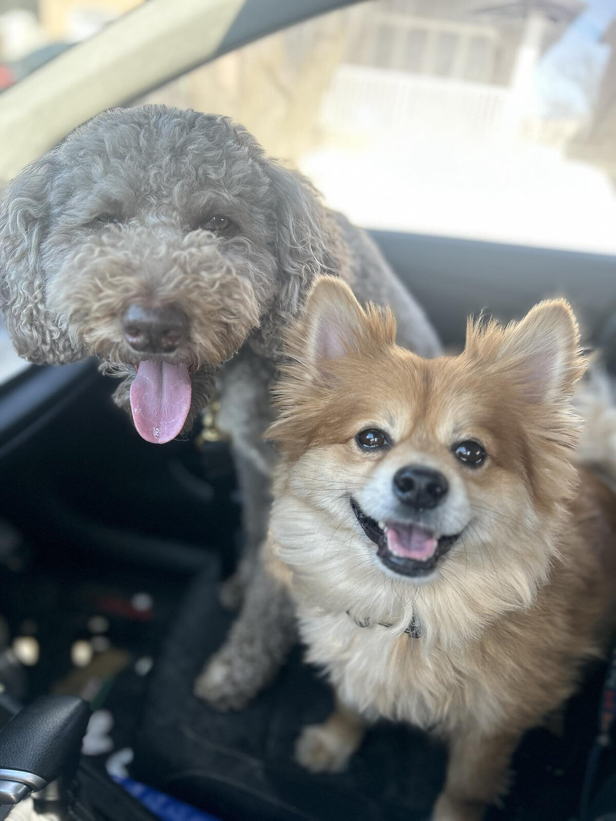 HamiltonToronto-PetSitting-022