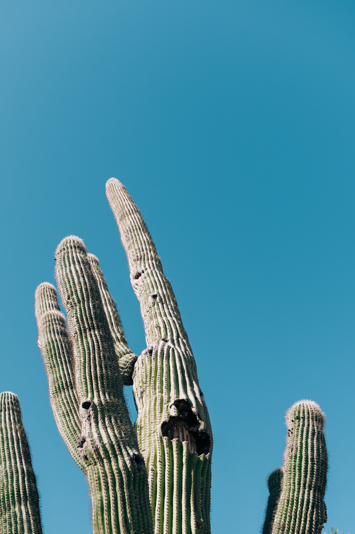 Desert Pose