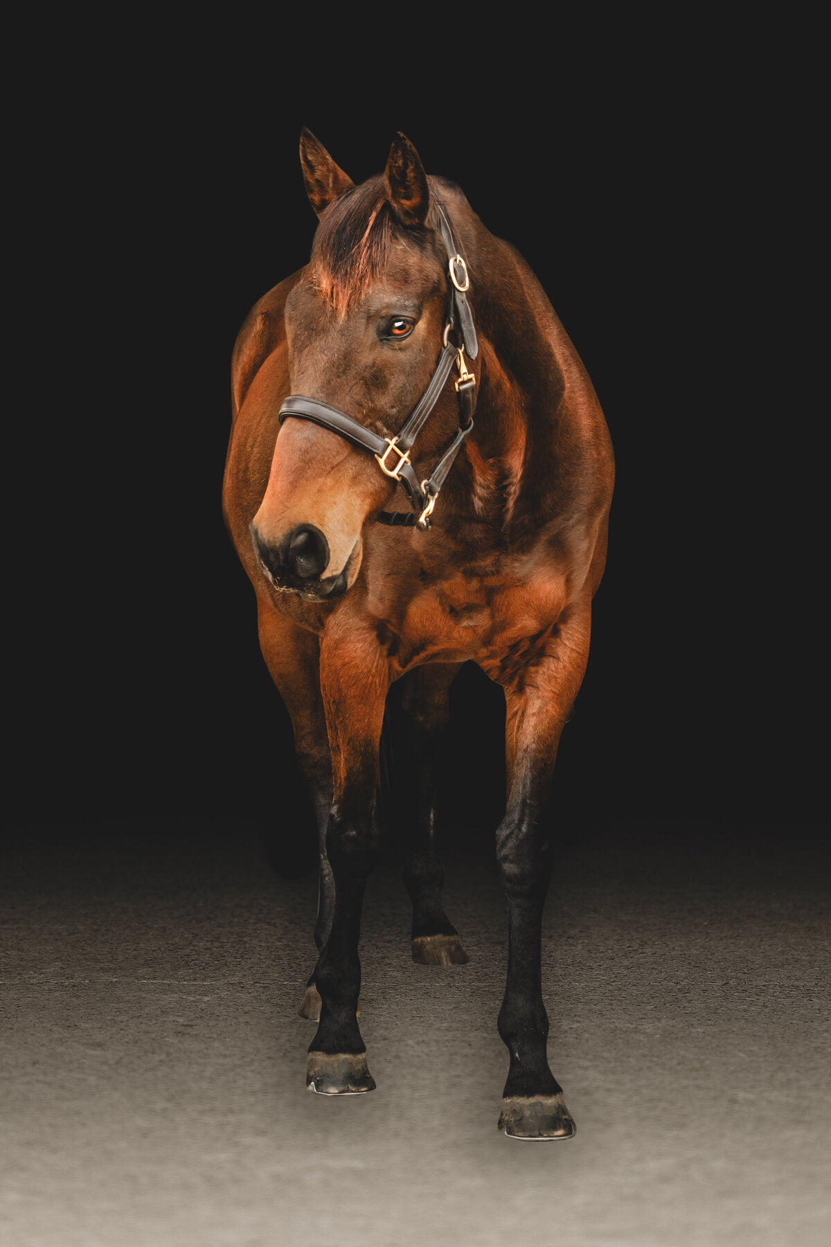 Casey | Black Background Horse Photography  | JGP Equine