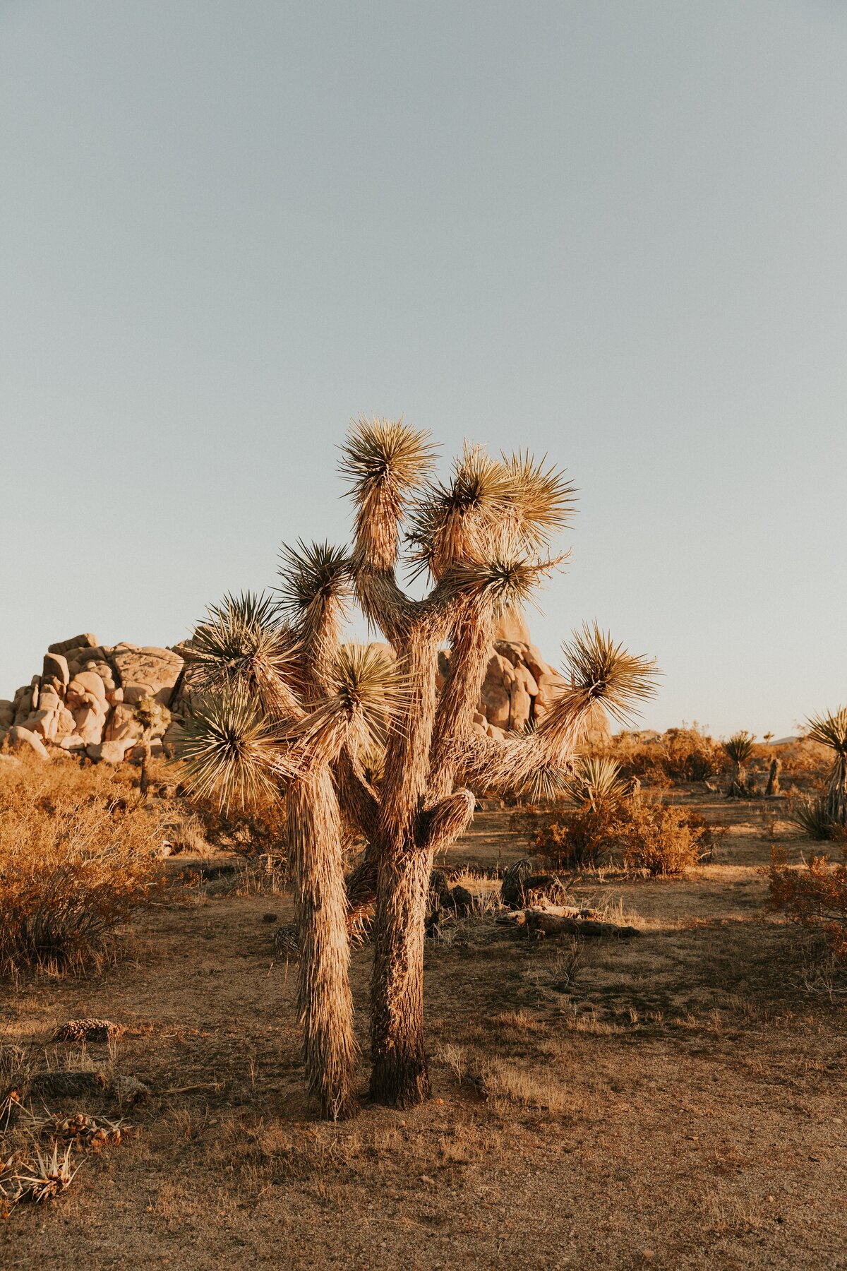 Joshua-Tree-Elopement-17