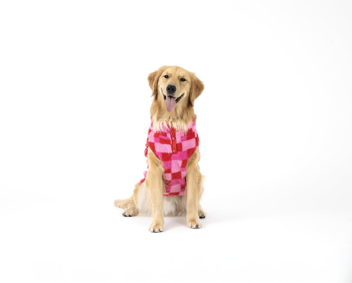 pet industry photographer 2