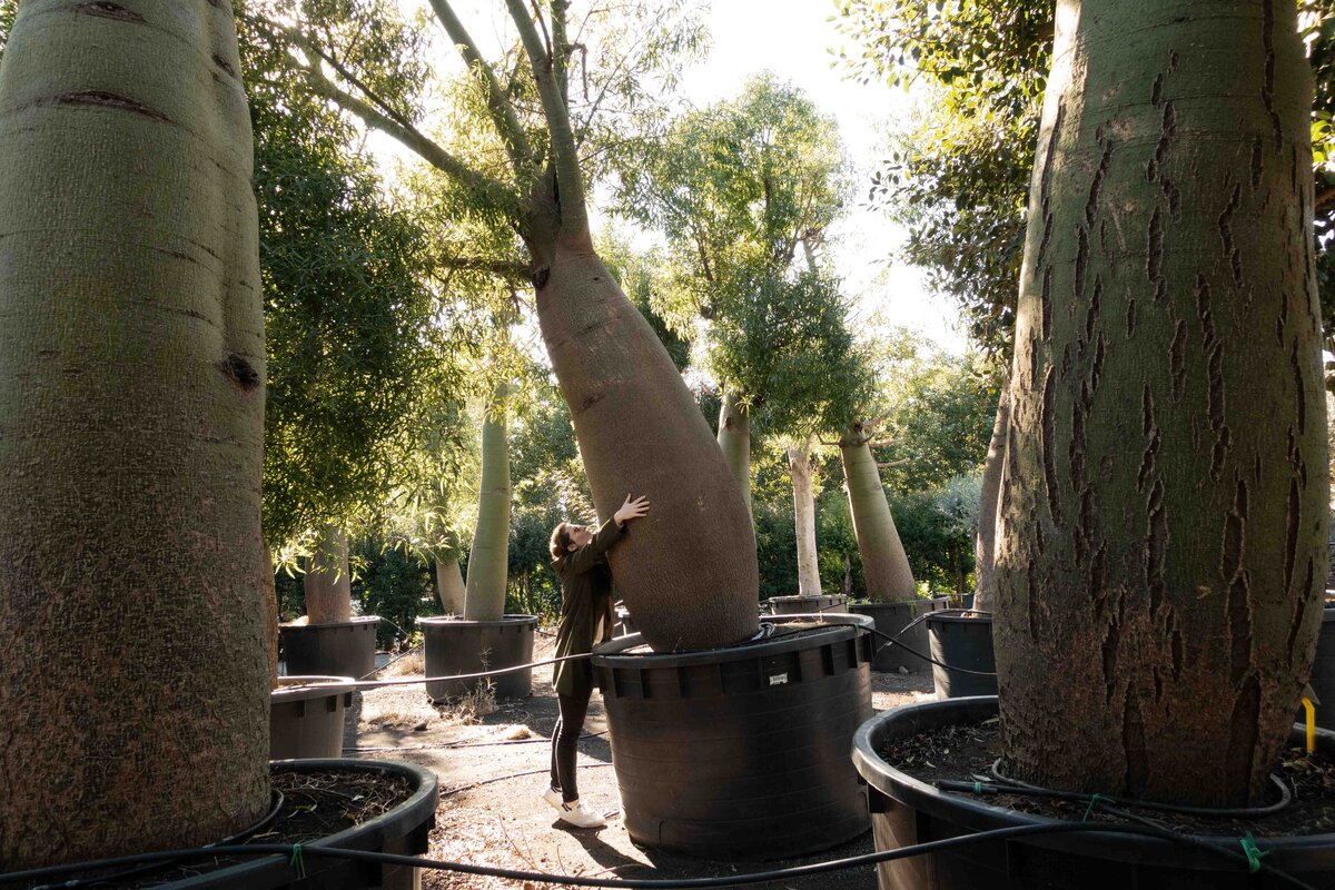 Horus paysages_sourcing_plante méditerranéenne_Claire Marie Lecharny_333