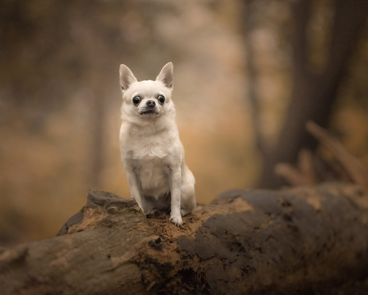 _J9A2694-Edit-2-Edit-Edit