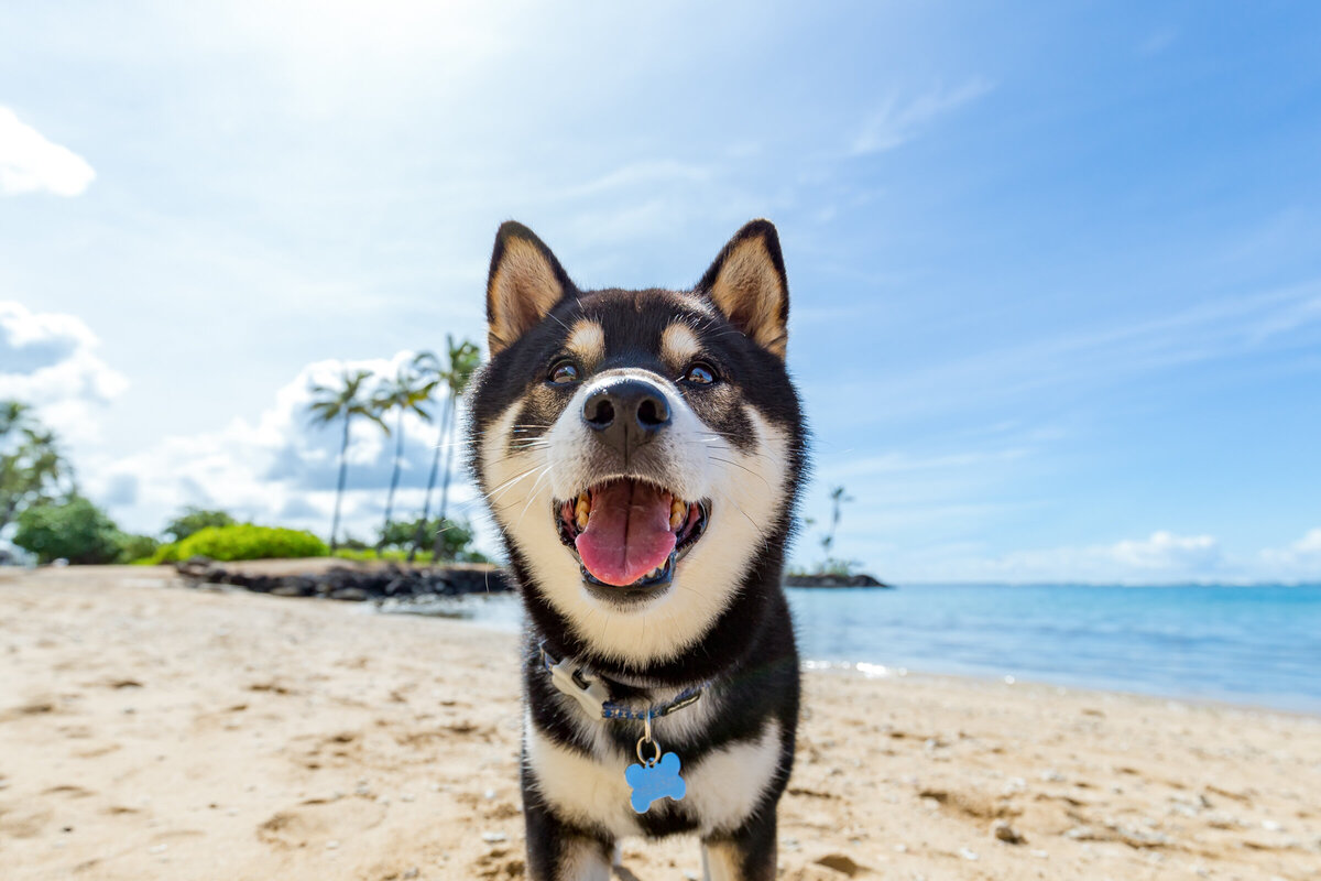 Hawaii Senior Dog Photography-8