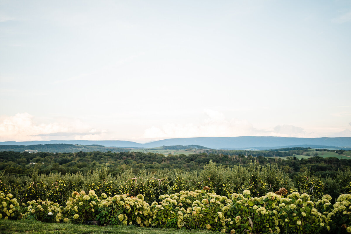 view of the mountains from a Shenandoah wedding venue balcony with a row of hydrangeasat the back of the venues lawn, followed be a forrest of trees and the mountains in the far distance