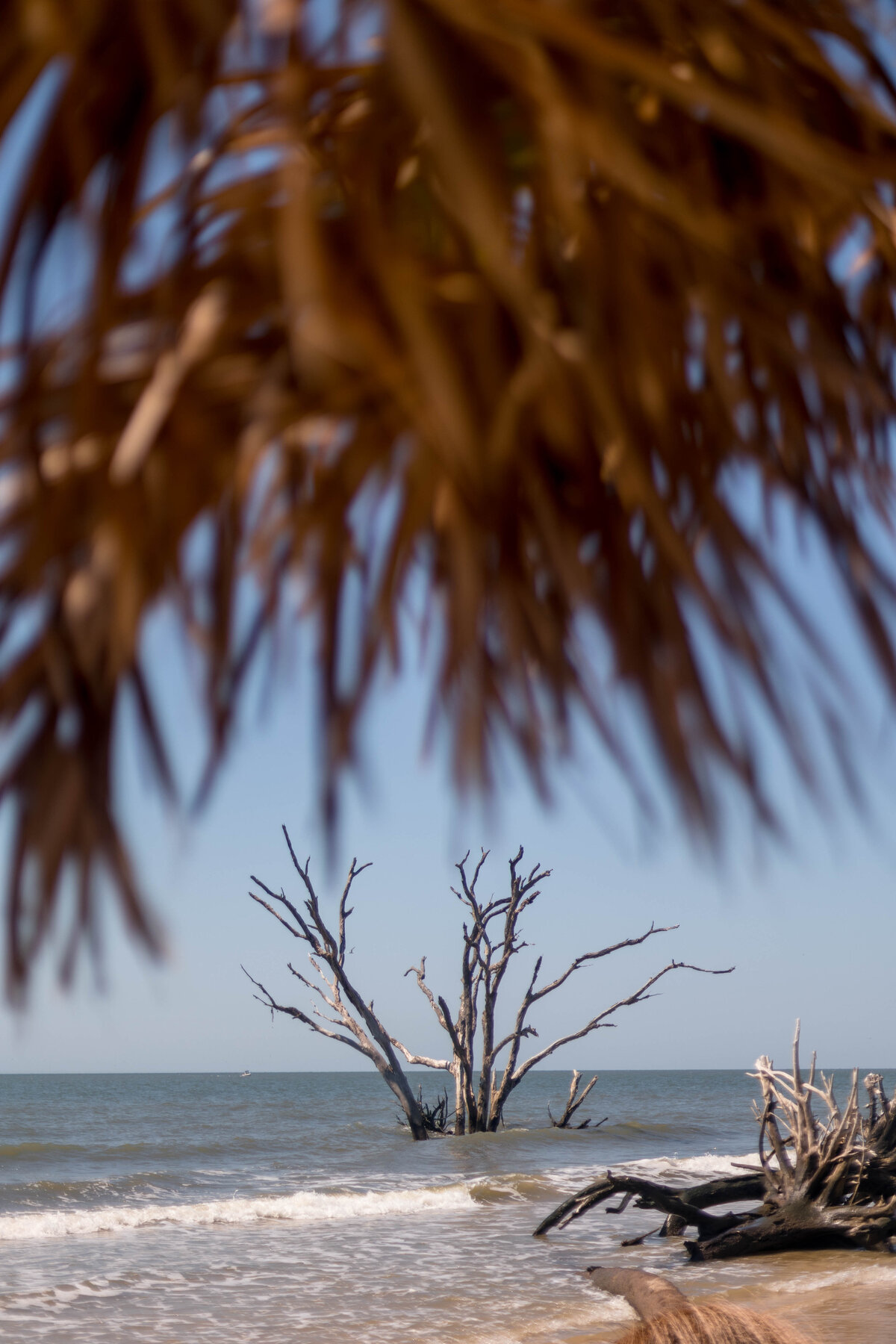 Palm branch hanging over view of driftwood on a beach