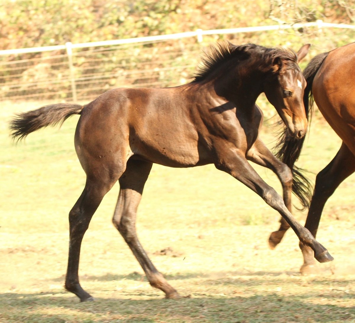 Connemara Filly Sired By R  Blue Moon