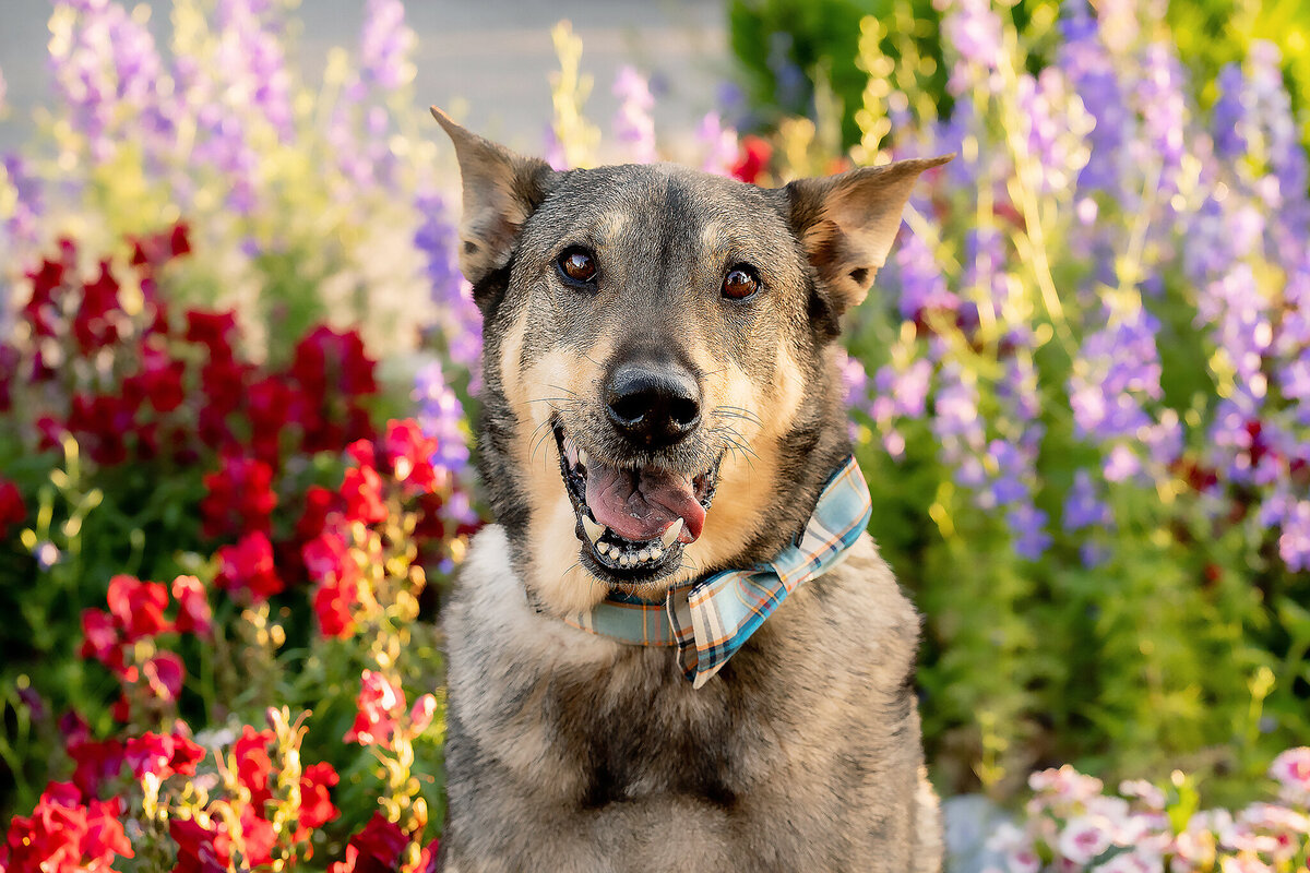 New Orleans Pet Photographer 39