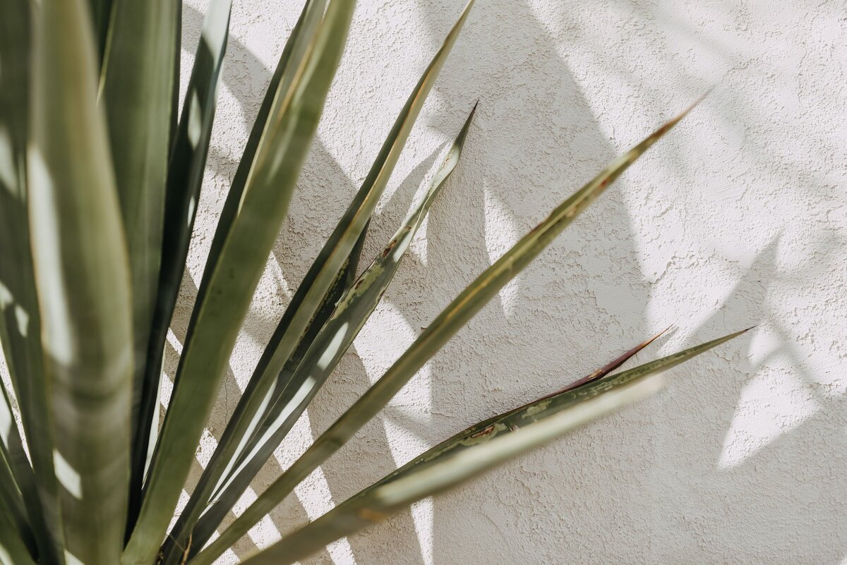 planta verde frente a la pared de una casa beige, proyectando una sombra