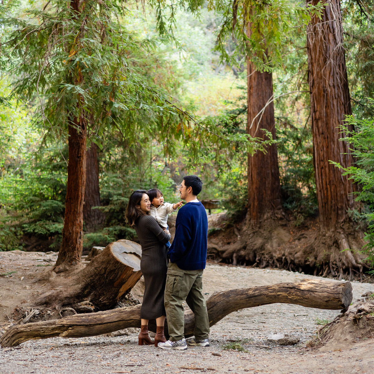 Bay Area Photographer Services capturing family session in redwood forest, Ellobelle Photography