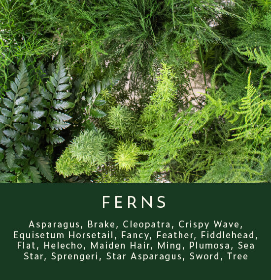 Greenery-Ferns