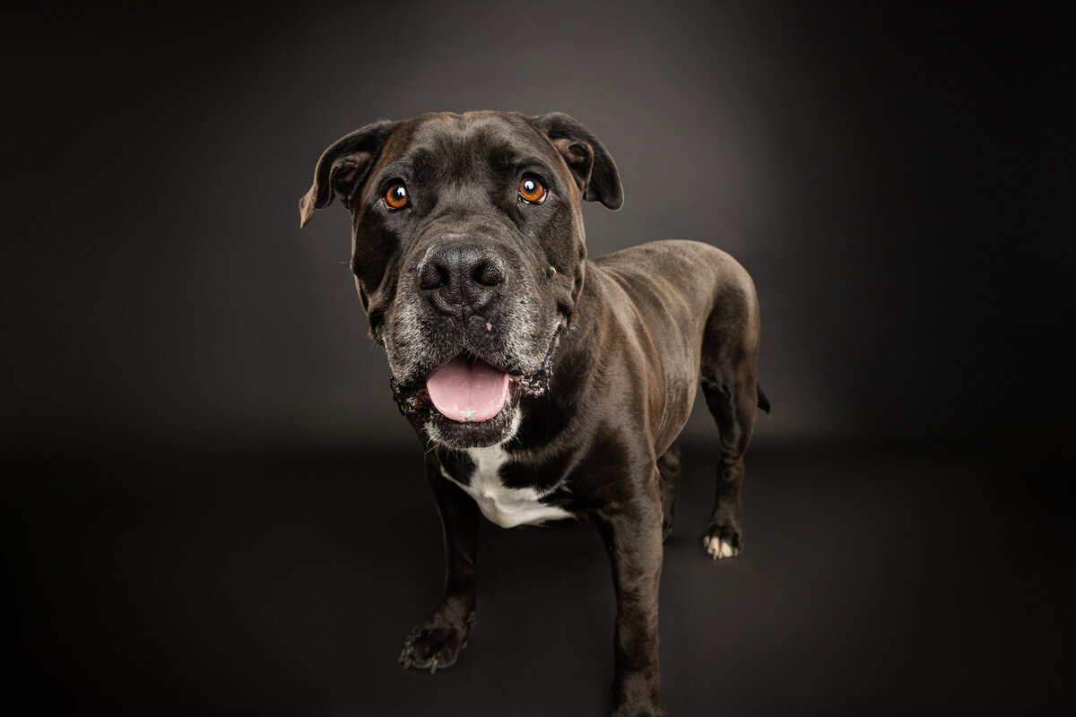 Sacramento Dog Photographer Kylie Compton Photography Pitbull on black background