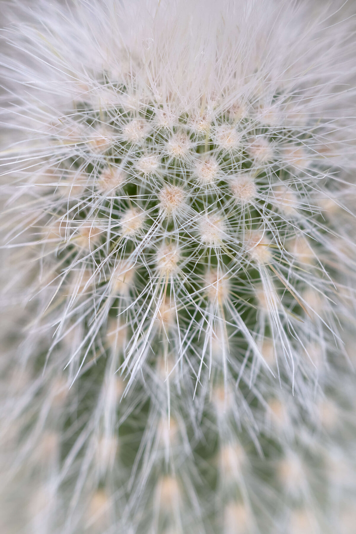 2022.06-Garden-PA-Longwood-Desert-Macro-Chrissy-Donadi-Photography-Clear-Cactus-Plant