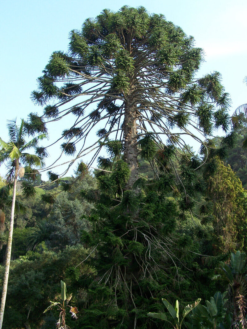 Mature Araucaria Bidwillii Trees Sydney Mature Bunya Pine