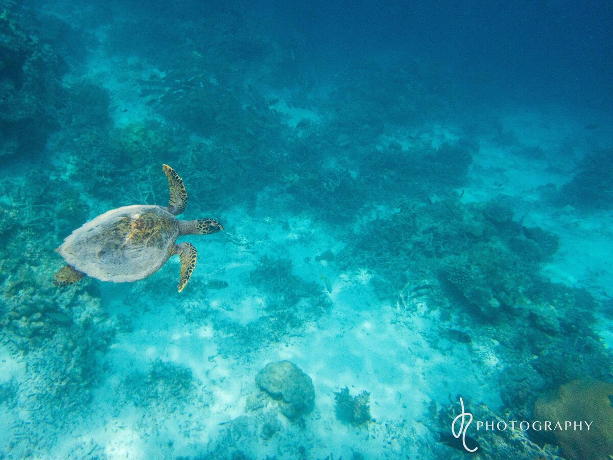 turtle maldives