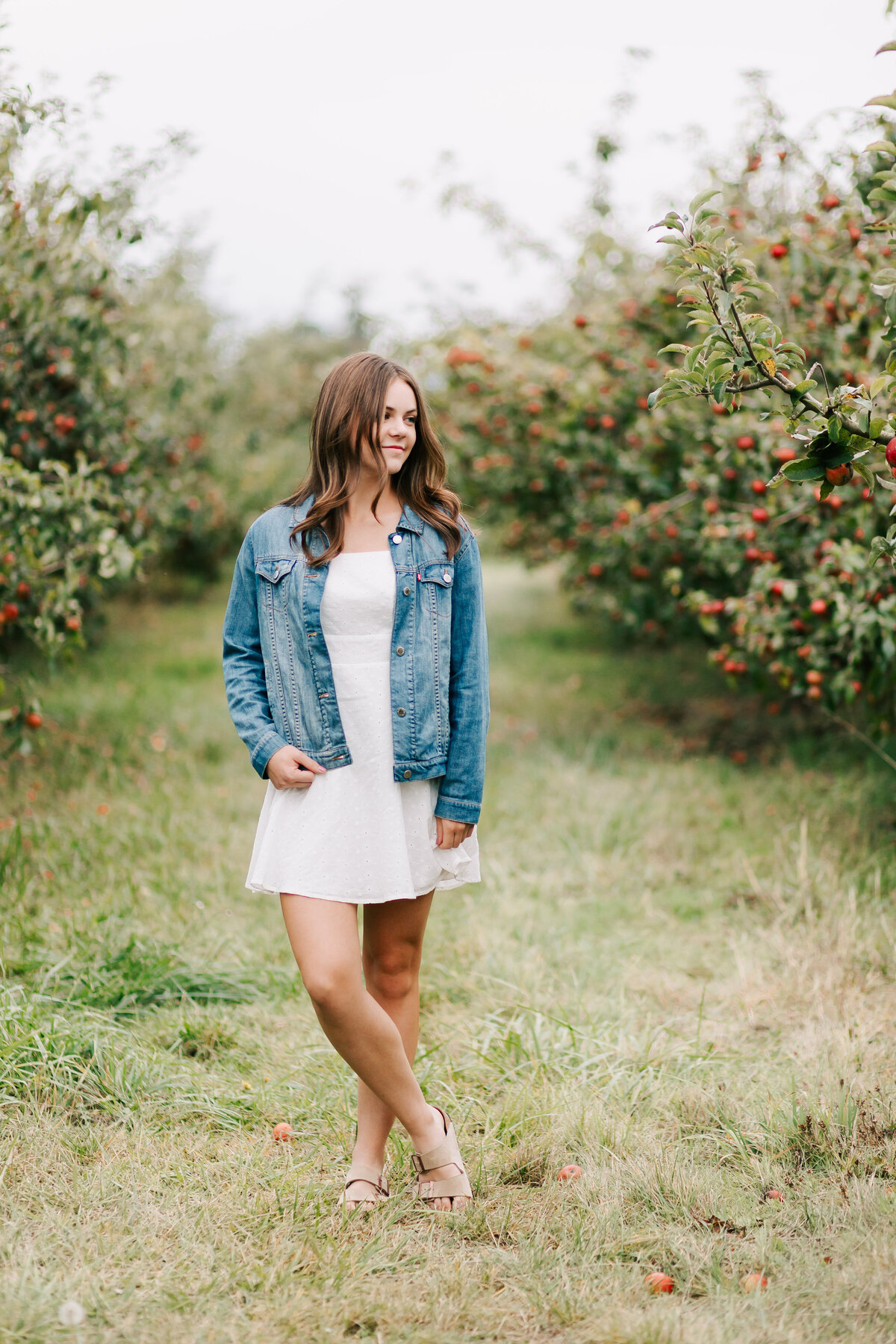 A senior girl in white dress and jean jacket stands looking at the apple trees at Adair's Orchards in Albany, OR